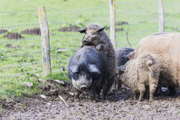 pigs of the mangalica breed