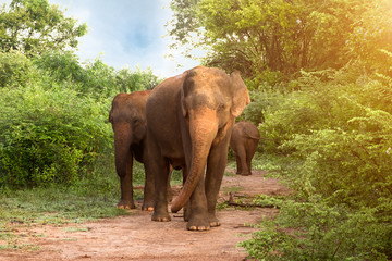 Fototapeta na wymiar Big Asian elephants in Udawalawe National Park, Sri Lanka