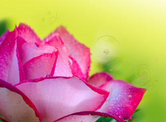 Pink white rose 'Nostalgia' closeup.