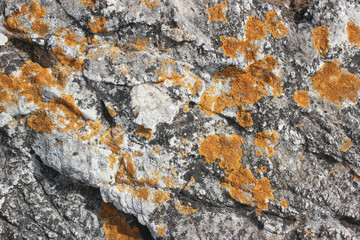 Gray stone texture with orange moss