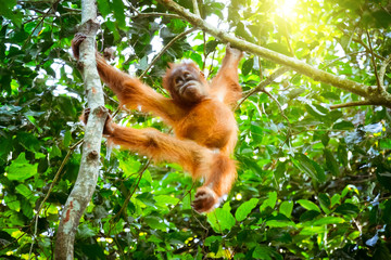 Cute baby orangutan resting on tree in exotic rainforest. Sumatra, Indonesia © PerfectLazybones