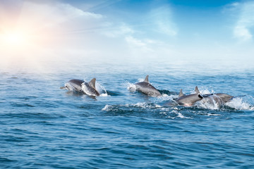 Dolphins  jumping under ocean surface lit by sun. Sri Lanka.