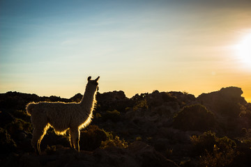Sunset on the Uyuni Salar © Andre Oliveira