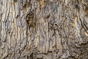 Big tree bark user for background