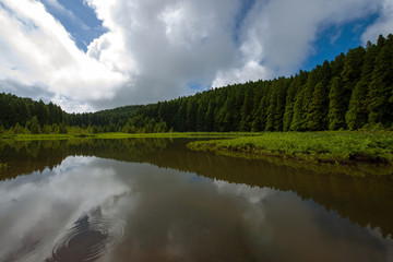 Lake surrounded by forest