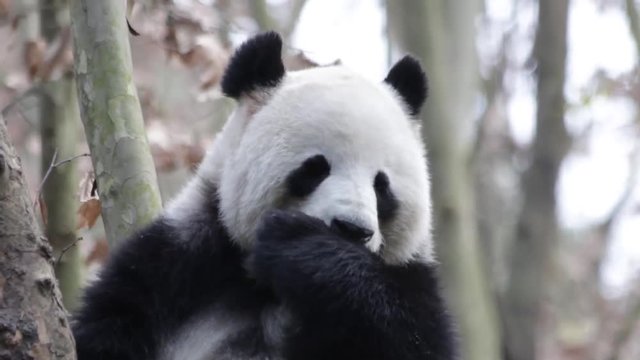 Beautiful Giant Panda is Licking her Paw while Sitting on the Tree, Chengdu, China