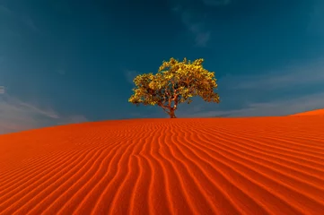 Poster Prachtig uitzicht op gegolfde zandduinen en eenzame boom die groeit onder een verbazingwekkende blauwe lucht in het woestijnlandschap van de droogte. Opwarming van de aarde concept. Natuur achtergrond © PerfectLazybones