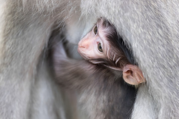 Close-up of shy baby monkey hiding and sucking mother's chest. Animal parenting concept. Bali, Indonesia