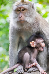 Closeup adult female monkey and it1s cute anxious baby. Animals behavior in wild nature. Bali, Indonesia