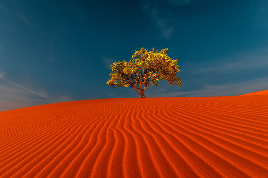 Stunning view of rippled sand dunes and lonely tree growing under amazing blue sky at drought desert landscape. Global warming concept. Nature background