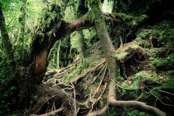 Surreal magic of wild forest. Inclined tree trunk and roots overgrown with thick green moss against tall stems of exotic plant on background. Lush vegetation of tropical rainforest. Fairy tale concept