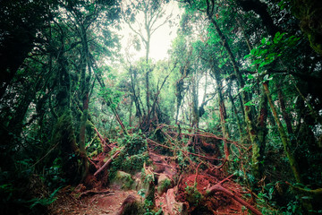 Fototapeta premium Surreal colors of fantasy landscape at mystical tropical mossy forest with amazing jungle plants. Concept for mysterious nature and fairy tale background