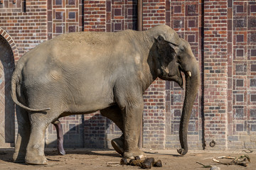 Elephant 