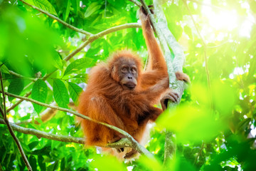 Animals in wild. Orangutan cute baby in tropical rainforest relaxing on trees and looks around against green jungles and shining sun on background. Endangered species in nature Sumatra, Indonesia