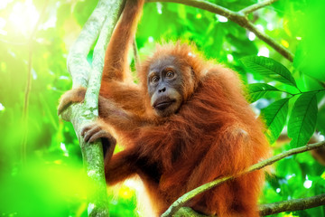 Cute baby orangutan hanging on branch and looking around against thick green foliage and shining sun on background. Little ape resting on tree in exotic rainforest. Sumatra, Indonesia