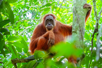 Female orangutan sitting at tree trunk and looks around against green jungles on background. Great ape in shady forest. Endangered species in natural habitat. Sumatra, Indonesia © PerfectLazybones