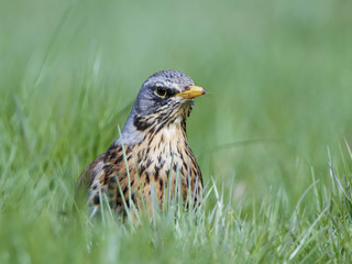Fieldfare (Turdus pilaris)