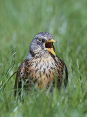Fieldfare (Turdus pilaris)