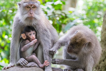 Group of crab-eating macaques (Macaca fascicularis). Adult monkey grooms female holding baby sticking to her chest. Social grooming between animals concept. Bali, Indonesia