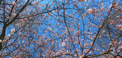 Primavera in arrivo - aria pulita