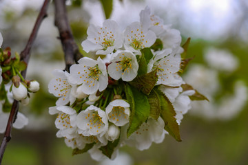 Spring time, white blossom