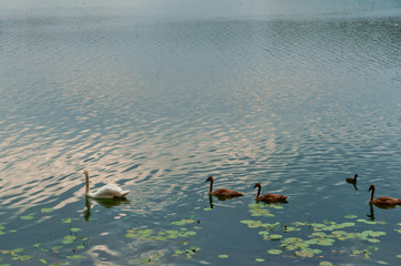 Waterfowl on a forest lake. Birds and a natural body of water.