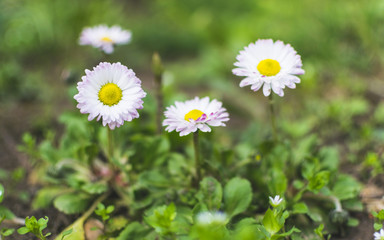 Three  elegant daisies in green grass in early spring