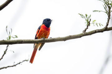 Grey-Throated Minivet (Pericrocotus solaris) perching on tree
