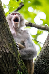 Macaque monkey perching on tree