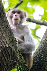 Macaque monkey perching on tree