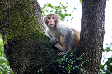 Macaque monkey perching on tree