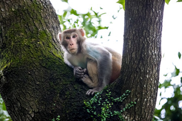 Macaque monkey perching on tree