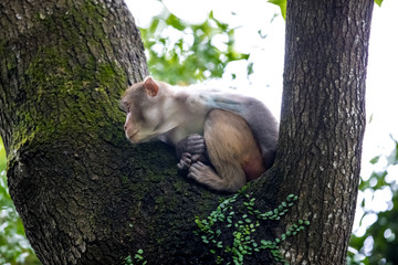Macaque monkey perching on tree