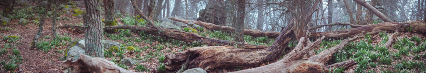 Highland Fields of Snowdrops flowers in early spring woods Crimea