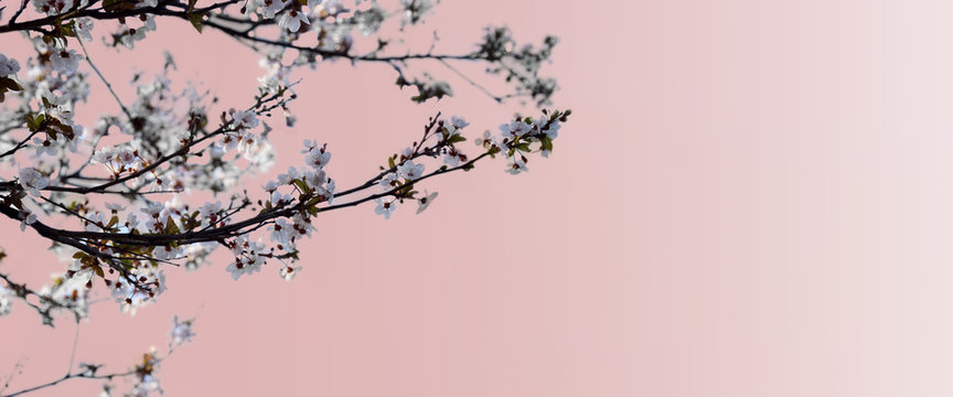 Spring background with peach flowers