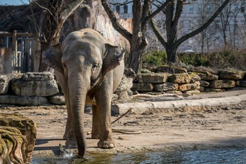 Elephant playing with water