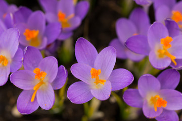 Purple Crocuses on a meaodw in spring