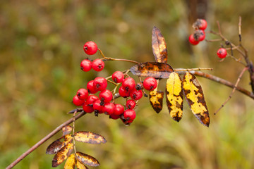 Ashberry with drops of water close-up in autumn.