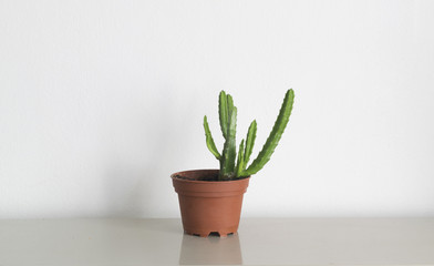 Green cactus in brown flower pot.