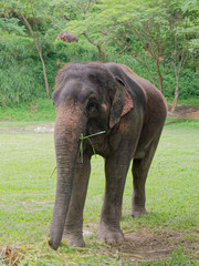 Fototapeta premium Young female Indian elephant eating grass while breaking between the show in elephant camp in northern part of Thailand