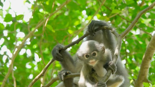 Cute young dusky leaf monkey, spectacled langur or spectacled leaf monkey is a species of primate in the family Cercopithecidae in the nature, Thailand.