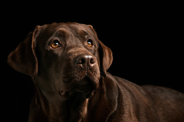 The portrait of a black Labrador dog taken against a dark backdrop.