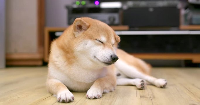Shiba Inu sleeping at home