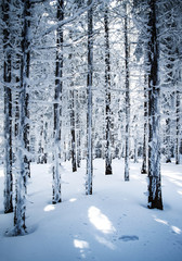 in a densely snowy spruce forest
