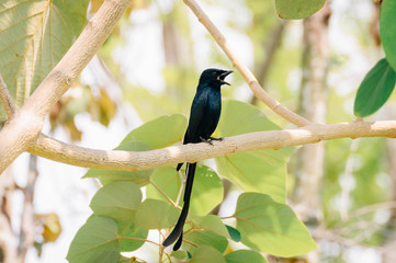Obraz premium Drongo Cuckoo
