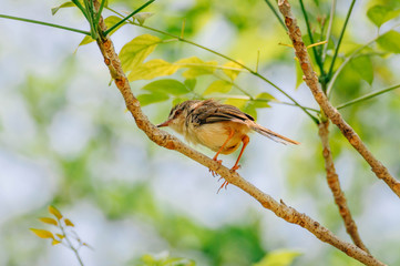 Tailor Bird