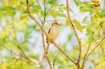 Tailor Bird