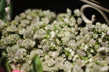 Close up photo of of tiny white flowers
