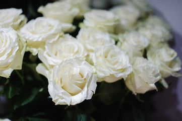 Close up photo of tender white roses
