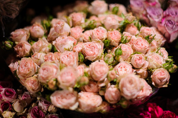 Close up photo of beautiful tender pink roses